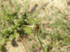 Allium vineale compactum