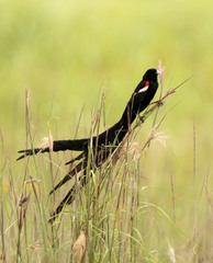 Euplectes progne progne