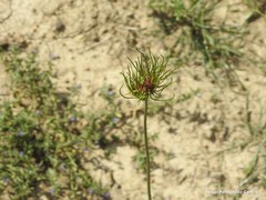 Allium vineale compactum