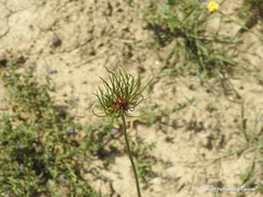 Allium vineale compactum