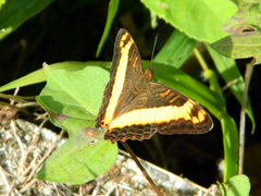 Adelpha leuceria