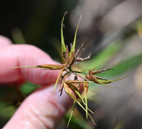 short-bristled horned beaksedge (Rhynchospora corniculata)