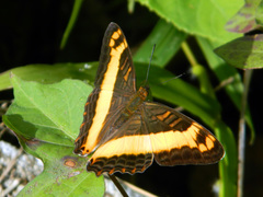 Adelpha leuceria