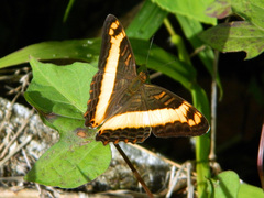Adelpha leuceria