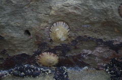 Nacellidae