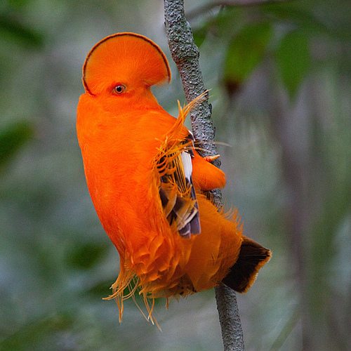 Guianan Cock-of-the-rock (Species with Funny English Common Names ...