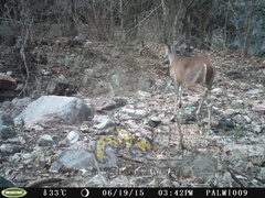 Odocoileus virginianus sinaloae