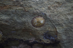 Nacellidae