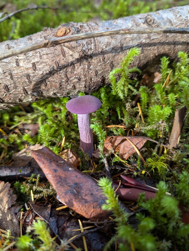 Laccaria amethysteo-occidentalis · November 2025 · photo: © znot (iNaturalist, cc-by)