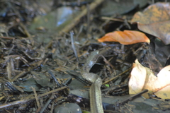 Erythrolamprus cobella