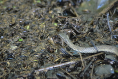 Erythrolamprus cobella