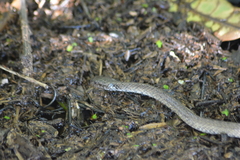 Erythrolamprus cobella