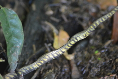 Erythrolamprus cobella