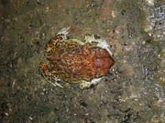 Peltophryne peltocephala