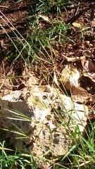 Leiocephalus personatus