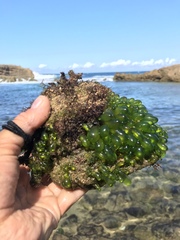 Siphonocladales