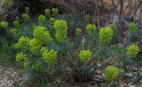 Velika mlječika (Euphorbia characias wulfenii)