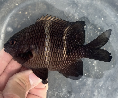 Plectroglyphidodon sindonis observed 2025-11-09