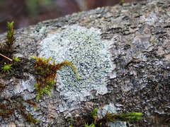 Buellia griseovirens