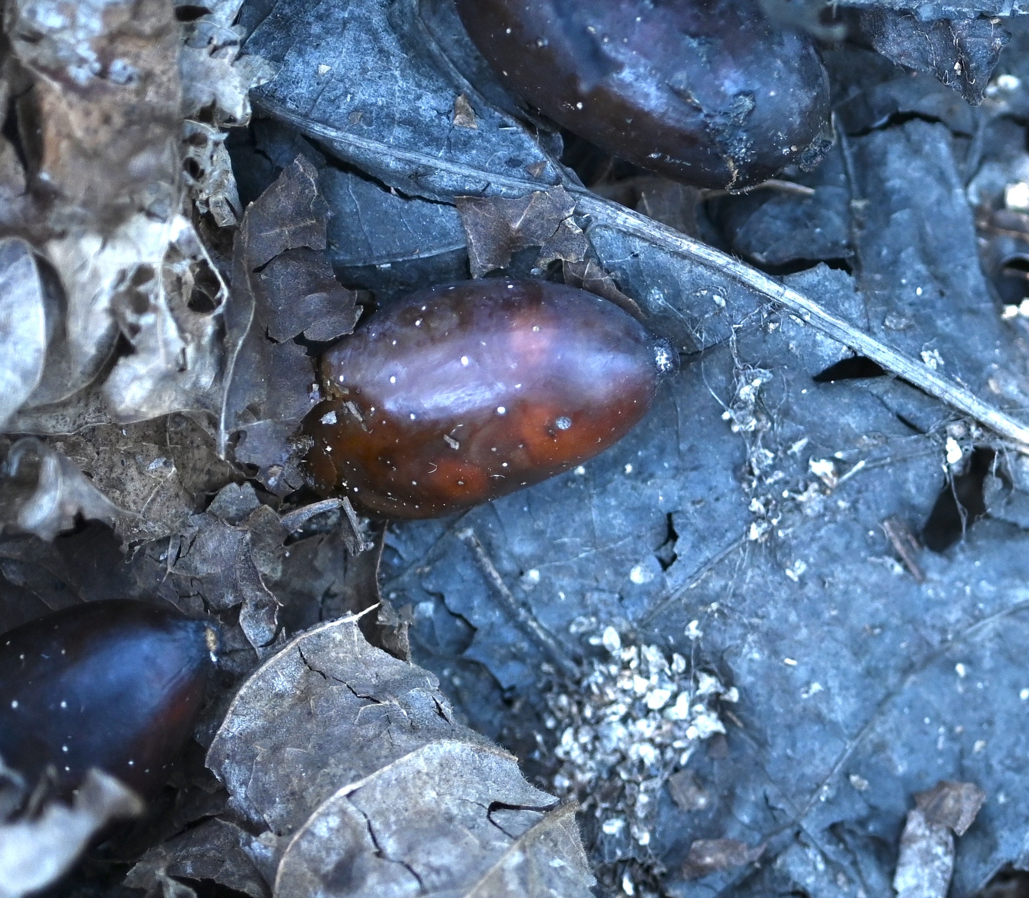 Water Tupelo (Nyssa aquatica)