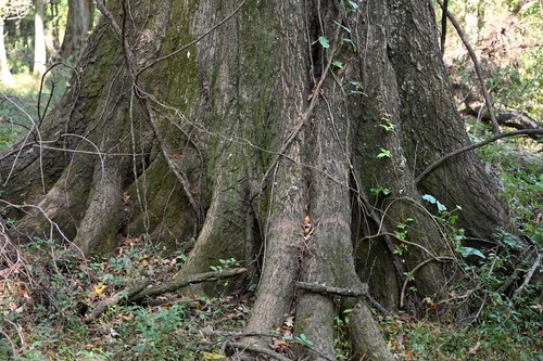Quercus texana, photograph 2