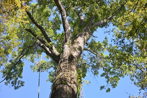 Quercus texana, photograph 1