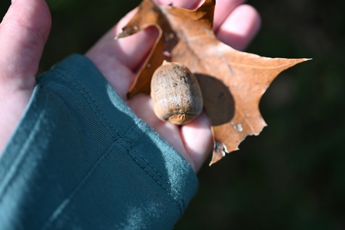 Texas red oak (Quercus texana)