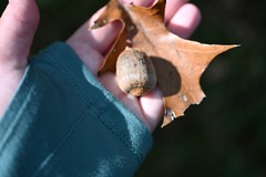 Quercus texana