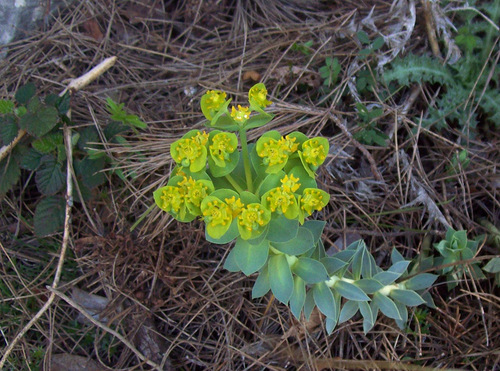 Krvavi mlečić (Euphorbia myrsinites)