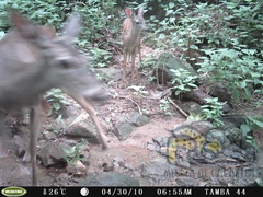 Odocoileus virginianus sinaloae