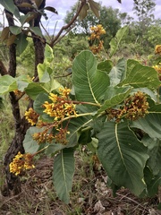 Palicourea rigida