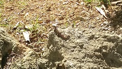 Leiocephalus personatus