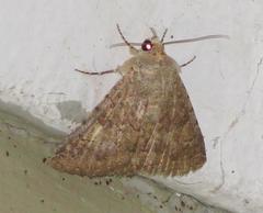 Pandesma robusta