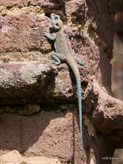 Acanthocercus annectans