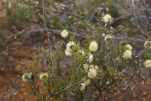 nodding coneflower (Isopogon teretifolius)