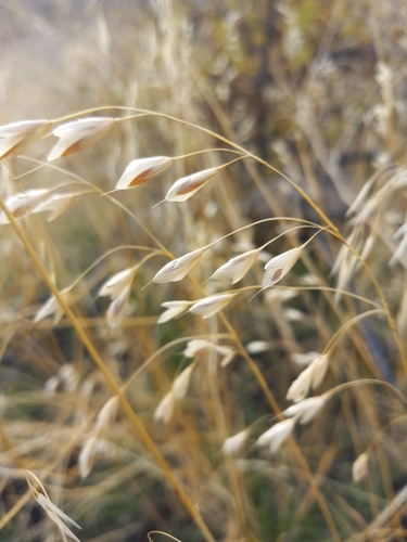 Meadow Brome (Bromus commutatus)