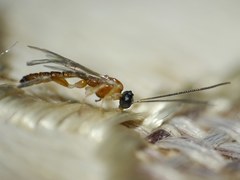 Zatypota bohemani