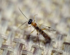 Zatypota bohemani
