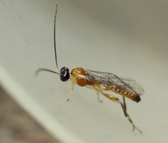Zatypota bohemani