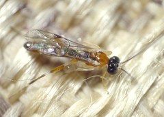 Zatypota bohemani