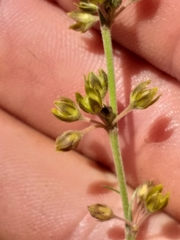 Aspidoglossum gracile