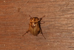 Cyclocephala amazona