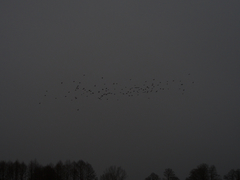 Turdus pilaris