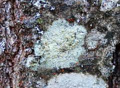 Lecanora symmicta