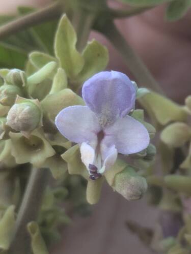 Vitex pinnata, photograph 6