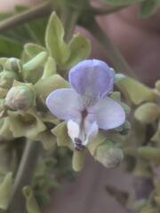 Vitex pinnata, photograph (c) Kevin Faccenda, some rights reserved (CC BY)