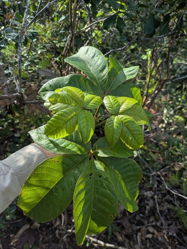 Vitex pinnata, photograph 5
