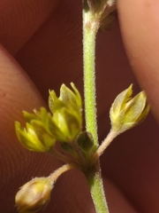 Aspidoglossum gracile