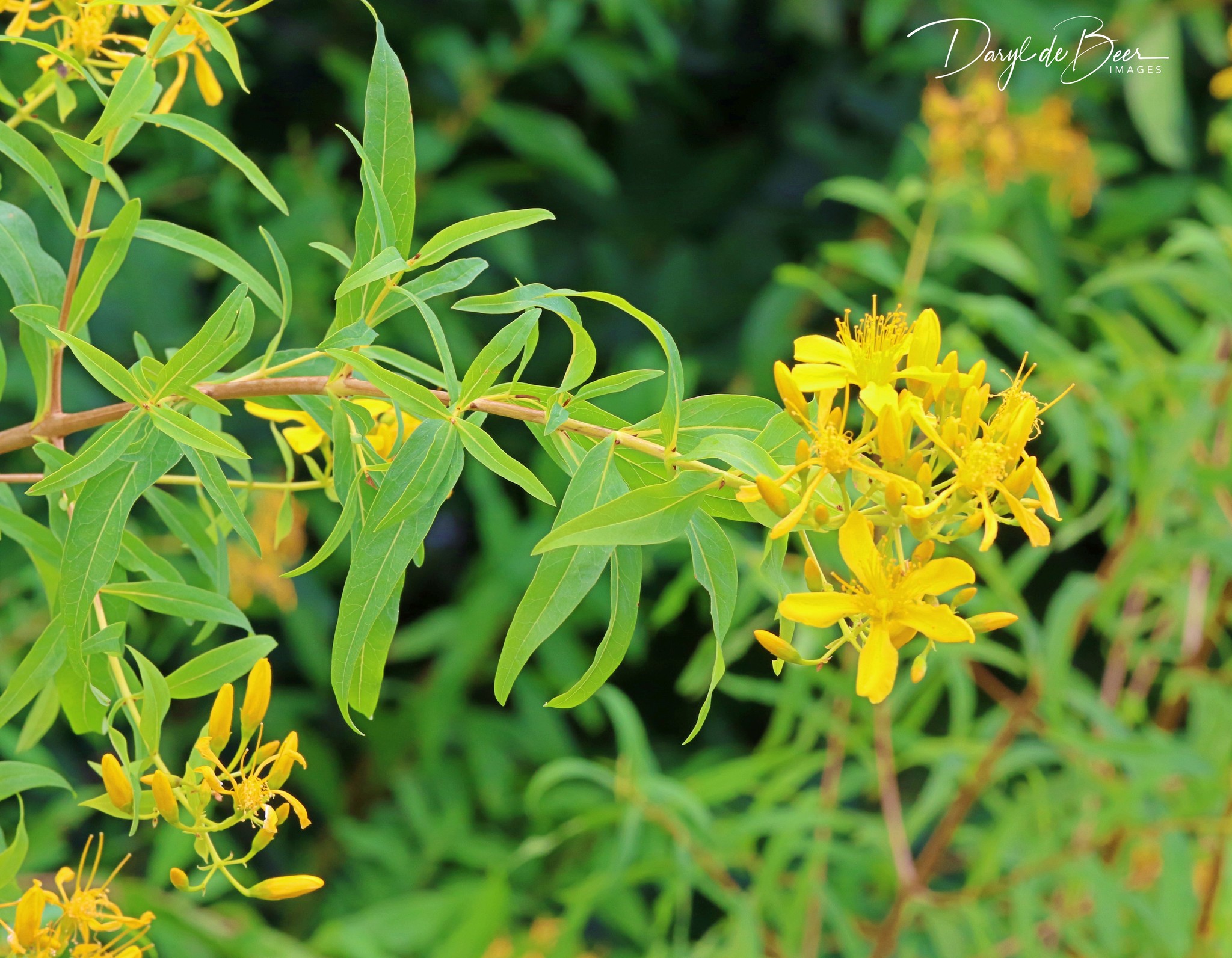 Hypericum canariense
