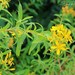 Canary Island St. John's Wort - Photo (c) Daryl de Beer, some rights reserved (CC BY-NC), uploaded by Daryl de Beer